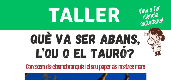 La Biblioteca Pública Insular de Eivissa ofrece el taller '¿Qué fue antes, el huevo o el tiburón?'